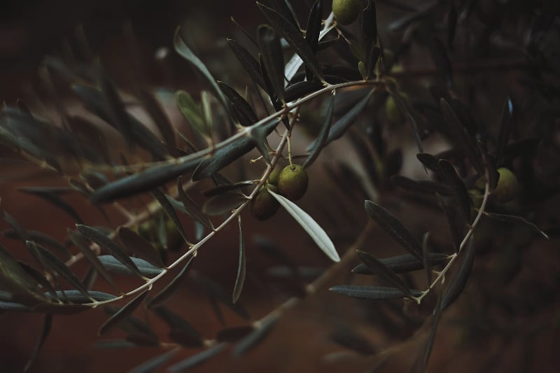 Árbol de la aceituna